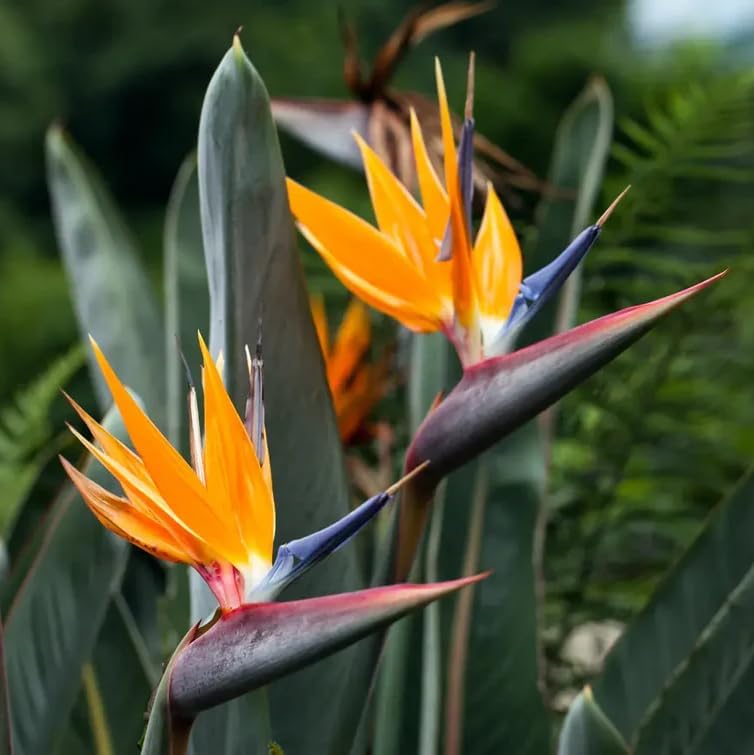 Bird of Paradise - Orange - Strelitzia Reginae. (2 Orange BoP in Cup)