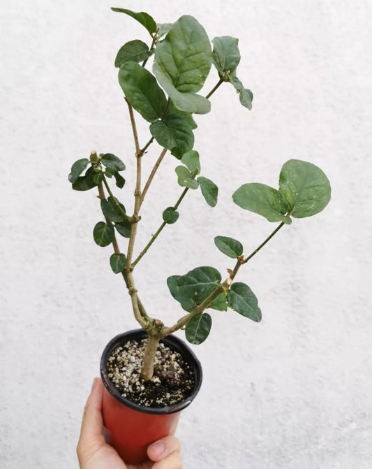 Grand Duke Jasmine Live Plant Double Jasmine Shurb White Jasmines Flowers Bush Frangant Flower Plant 1 Feet Tall in 3 Inch Pot