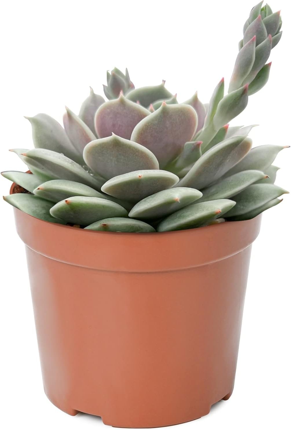 4-inch Succulent Echeveria 'Lola', Live Succulents Plants Fully Rooted in Pots with Soil, Easy-Care House Plants for DIY, Home Office Decoration