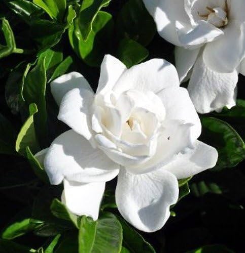 Summer Snow Gardenia - Live Plant - Quart Pot