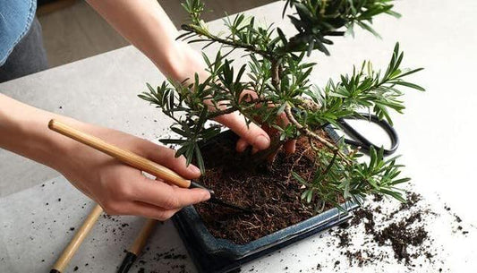 Gardenera Pro Bonsai Soil Premium Potting Mix Ingredients for Thriving Bonsai Growth and Resilience - 5 Quart