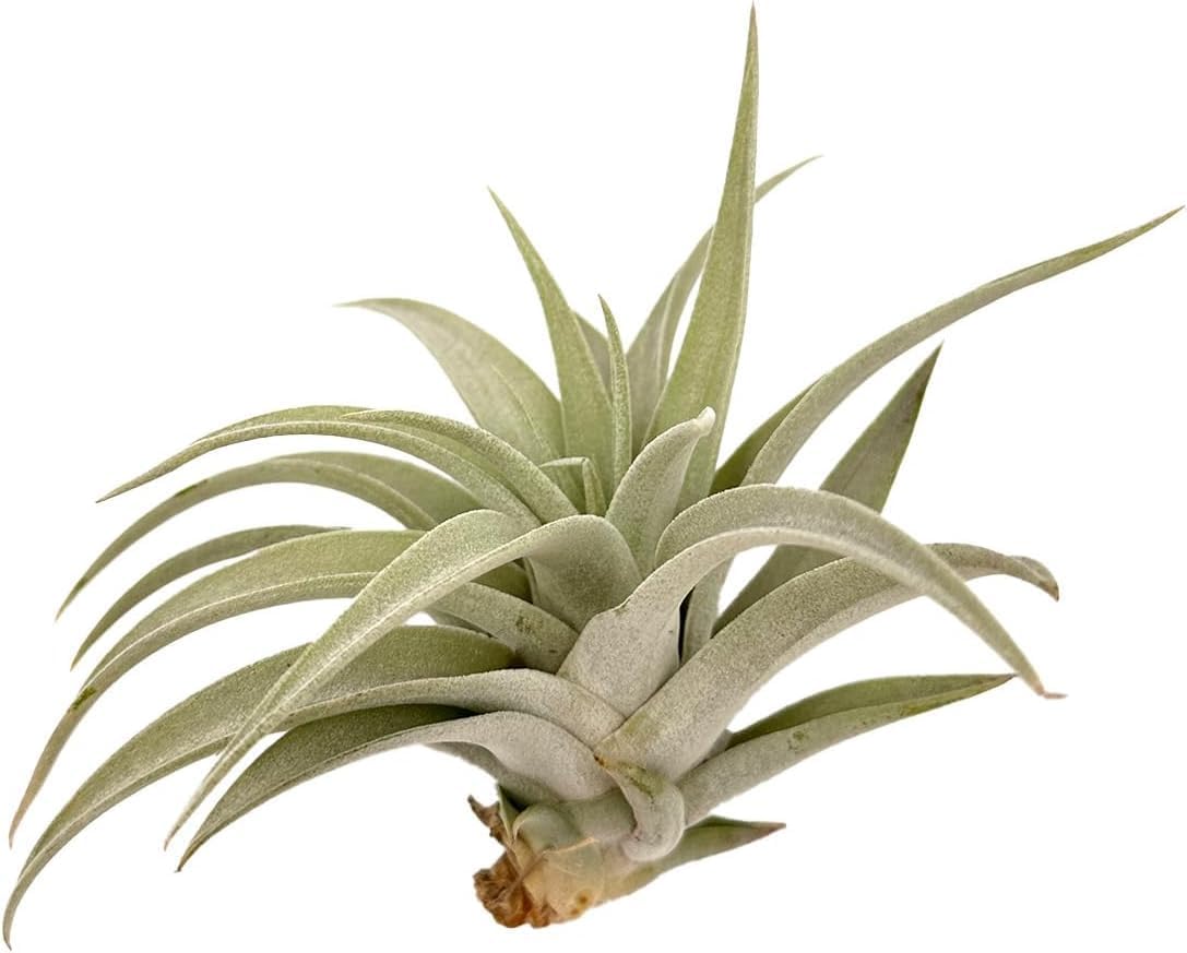 Air Plants - Flowering Tillandsia Harrisii, Large 3-5" - 3ct - Live Arrival Guaranteed - House Plants for Home Decor & Gift