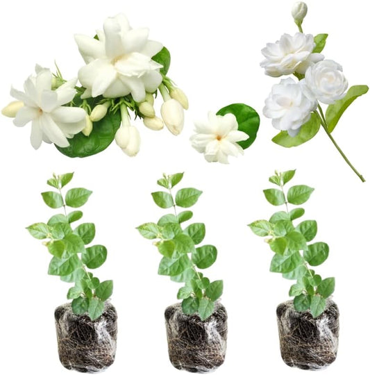 2 Random Jasmine Plants Live, Climbing Jasmine Indoor Outdoor Live, Fragrant, 5-9" in Tall, No Pot, Hardy and Fast-Growing