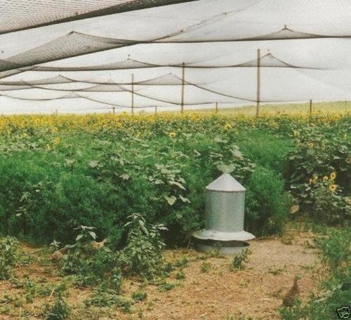 Poultry Netting 1" or 2" Mesh Heavy Knotted Nets Aviary Gamefowl Quail Chicken Bird Block Net Long Lasting Break/Burst 85/245 lb Polyethylene 8-10 Year Lifespan (50' X 50', 2)