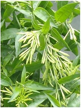Night Blooming Jasmine-Flowering Fragrant Cestrum nocturnum Jessamine-3 Plants!
