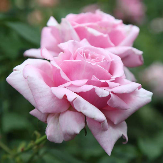 Heirloom Roses Rose Plant - Memorial Day™ Live Hybrid Tea Rose for Outdoor Planting