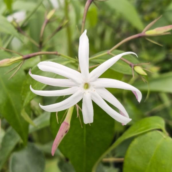 Live Angel Wing Jasmine (Jasminum Nitidum) Plants - Fragrant, White Blooming Evergreen Shrub for Any Garden (2 jas Angel Cups)