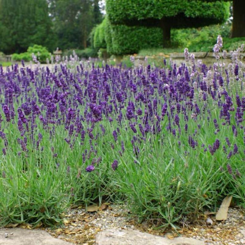 Pack 2 Extreme Fragrant Lavender Live Plants, Perennial Purple Lavender Flowers Shrubs, Fragrant Flower Herb for Planting 4-8 Inch