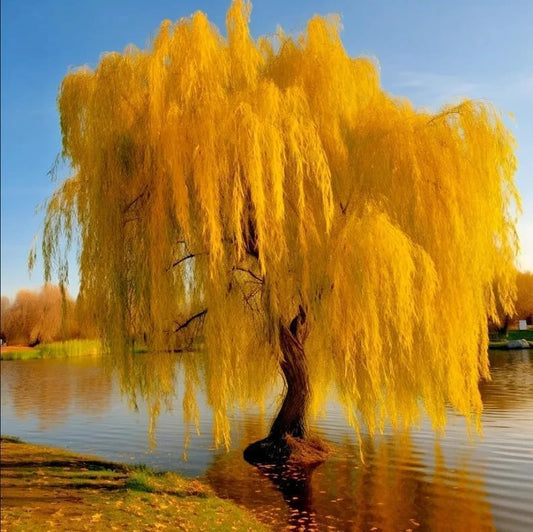 Alexa's Elegant Weeping Duo - 4 Live Trees to Plant - 2 Stunning Live Potted Blue Chinese Wisteria Seedlings - 2 Gold Weeping Willow Cuttings to Grow - Make Your Yard Stand Out