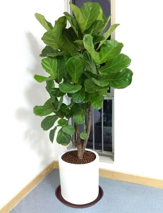 2 Pack of 16 17 inch Plant Saucer (15 inch Base), 2.3" Depth, Plant Trays for Pots, Plastic Plant Saucers for Indoors, Bird Bath Bowls, Flower Pot Drip Trays for Planter (17", Chocolate)