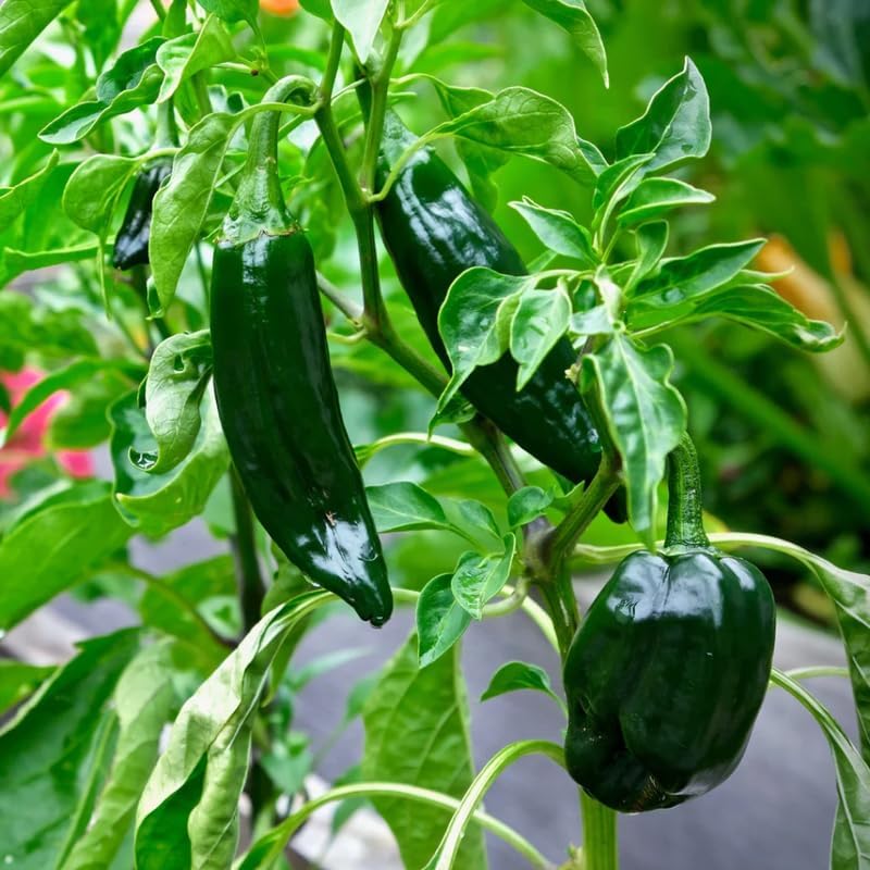 Green Jalapeno Pepper Plant Live in 2.5 Inch Pot for Planting Outdoor