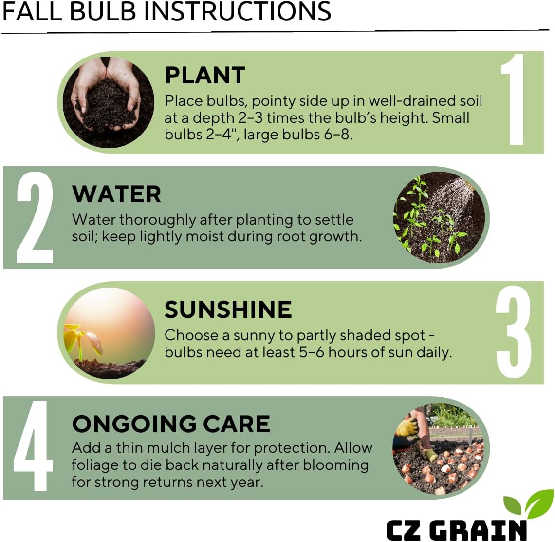 Colorful Crocus Blend Bulbs for Planting - Stunning Early Spring Blooms (50 Bulbs)