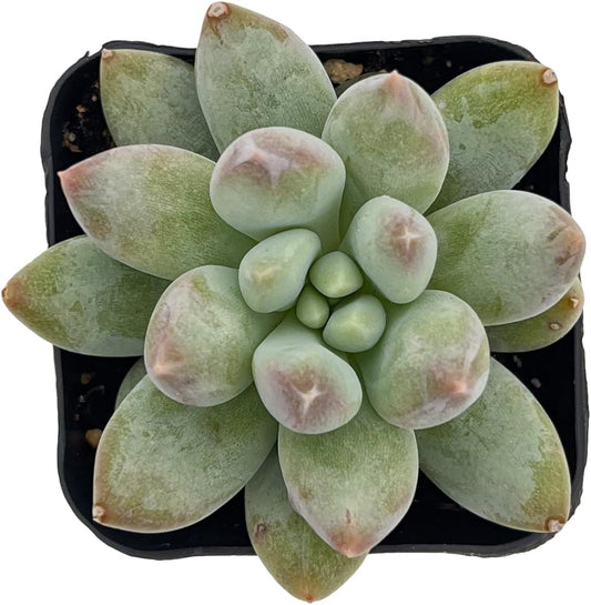 2" Rare Succulent x Pachyveria 'Angel's Finger', Live Succulents Plants Fully Rooted in Grower Pots, Unique Gift for Wedding Favor, Party Favor