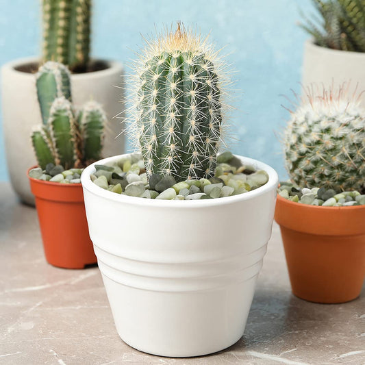 10LB Succulent and Cactus Jade Pebbles, 3/8 Inch Natural Decorative Polished Stones, River Rocks for Indoor Plants, Vases, Planters and Outdoor Gardening