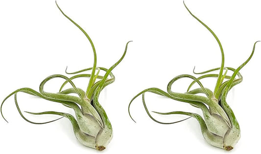 Air Plants - Flowering Tillandsia Caput Medusae, Large 5-7" - 2ct - Live Arrival Guaranteed - House Plants for Home Decor & Gift