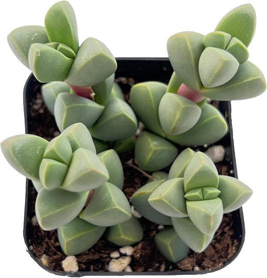 Sprout N Green Ice Plant | Corpuscularia lehmannii, Live Succulent Fully Rooted in 2 inch Starter Pot, House Plant for Indoor Outdoor Home Office Wedding Decoration Party Favor