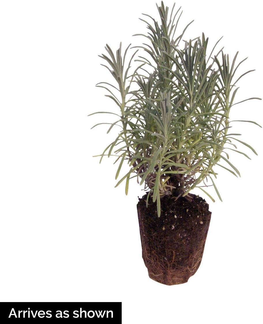 BRECK'S - Munstead Lavender, Flowering Perennial Starter Plant, Grown in a 4 inch Pot, 1 Plant per Offer
