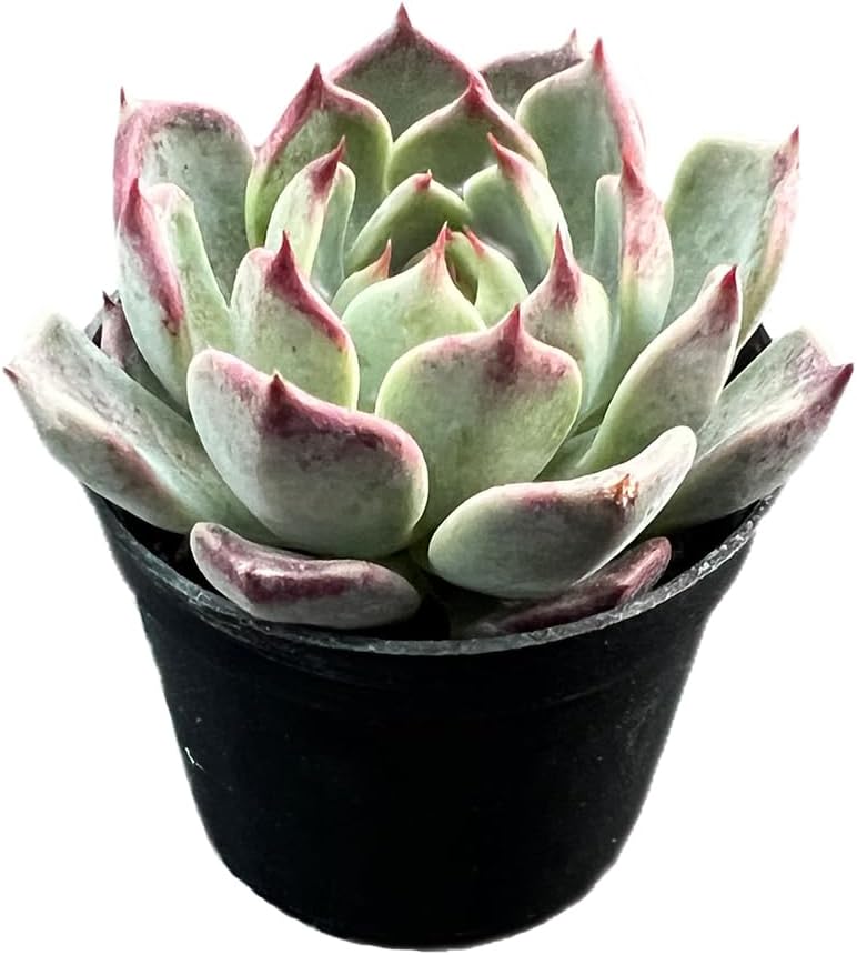 2" Rare Succulent Echeveria 'Night', Live Succulents Plants Fully Rooted in Grower Pots, for Wedding Favor, Party Favor