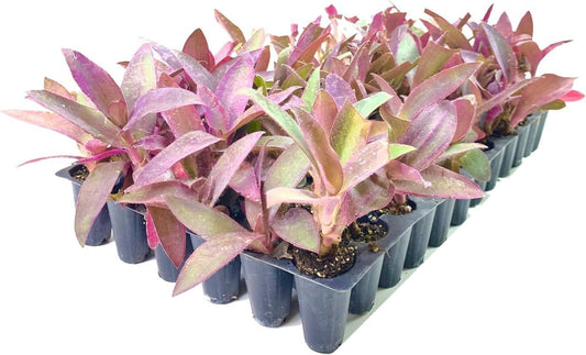 Purple Queen Tradescantia Setcresea I 10 Live Plants I Spiderwort | Lush Magenta Foliage for Striking Garden Contrast, Ideal for Ground Cover, Borders, & Containers