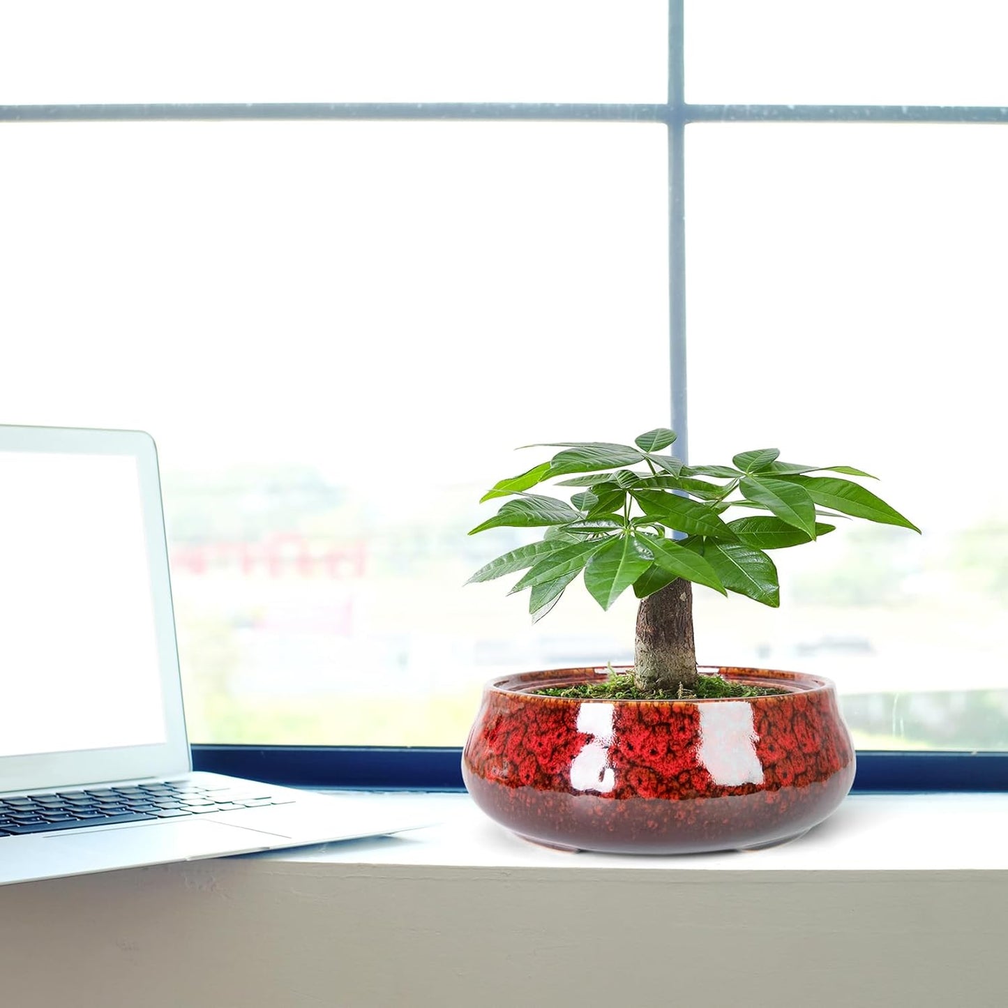 ARTKETTY Succulent Pots - 8 Inch Plant Pot, Large Bonsai Pots with Drainage, Ceramic Planters for Indoor Outdoor Plants, Round Shallow Cactus Flower Plant Container Bowl Decorative Home Garden