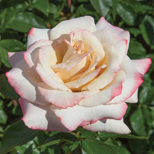 Heirloom Roses Rose Plant - Pinkerbelle™ Rose Bush, Hybrid Tea Roses Live Plant for Planting Outdoors