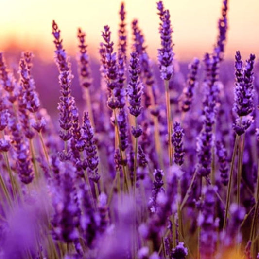 Pack 2 Provence Lavender Live Plants, Perennial Purple Lavender Flowers Shrubs, Fragrant Flower Herb for Planting 4-8 Inch