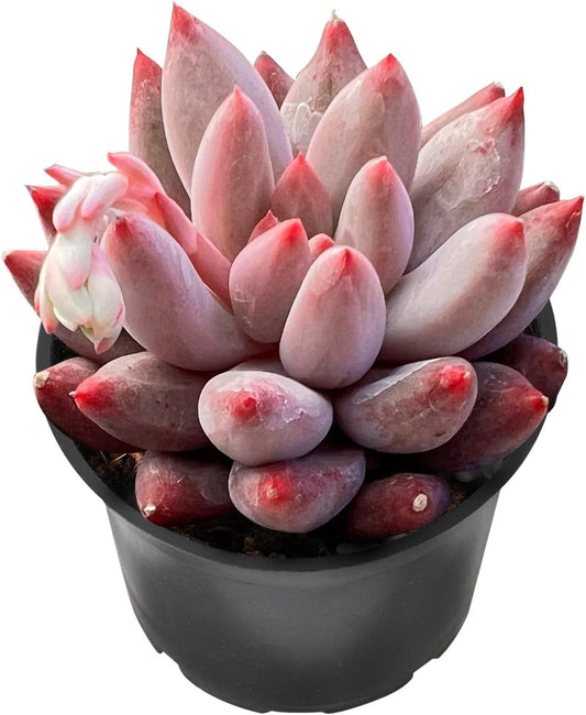 Sprout N Green Echeveria Goldfish, Rare Live Succulent Plant Fully Rooted in 2" Planter with Soil, Home Office Indoor Outdoor Wedding Decoration DIY Projects Party Favor