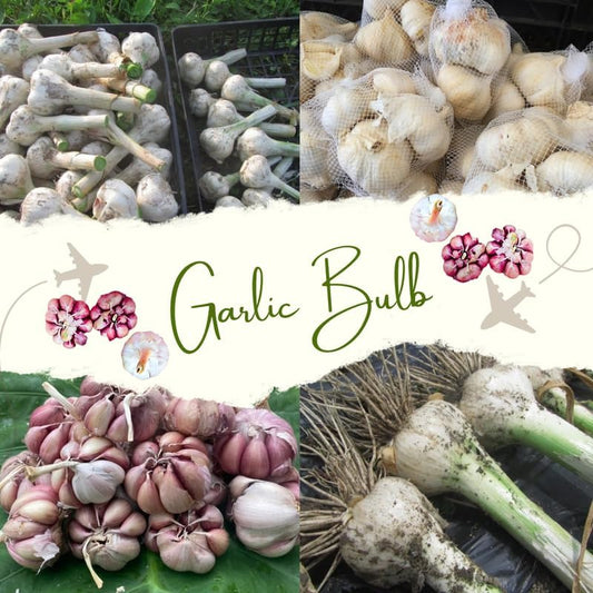 1 Pound Garlic for Planting in Fall Hardneck, 8 Purple Garlic Bulbs for Planting, Fresh and High Yield Bulb Variety Pack, Hardy and Fast Growing
