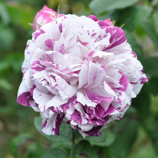 Heirloom Roses Rose Bush - Variegata di Bologna Live Purple Plant for Outdoor Planting