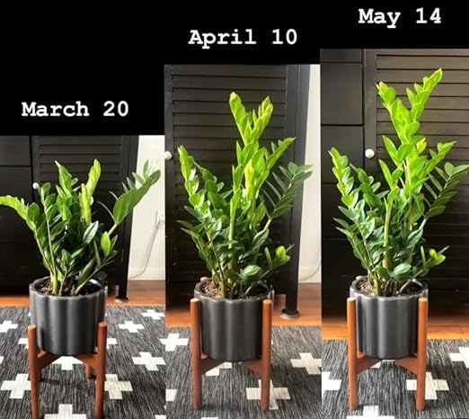 Houseplant Superfood and Fertilizer | Makes 20 Gallons | Organic Premium Concentrate