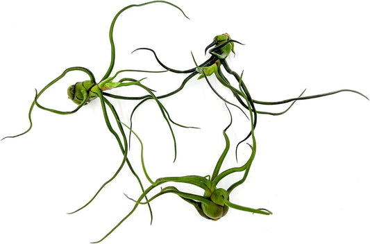 Air Plants - Flowering Tillandsia Bulbosa Guatemala, Large 3-5" - 3ct - Live Arrival Guaranteed - House Plants for Home Decor & Gift