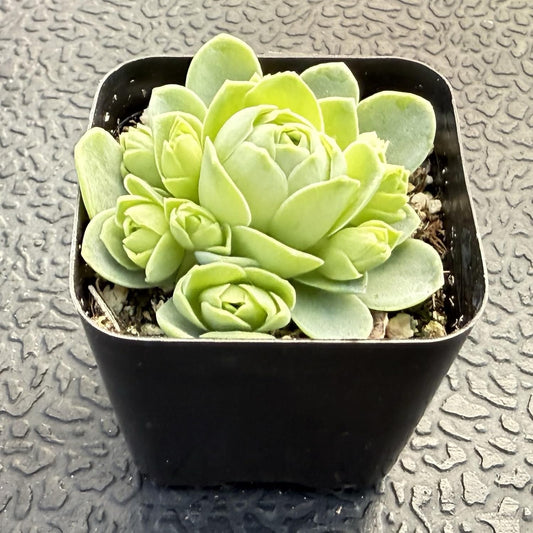 Sprout N Green Greenovia Dodrantalis | Aeonium dodrantale, 1 Live Succulent Plant Fully Rooted in 2" Pot, House Plant for Indoor Outdoor Home Office Wedding Decoration DIY Project Party Favor