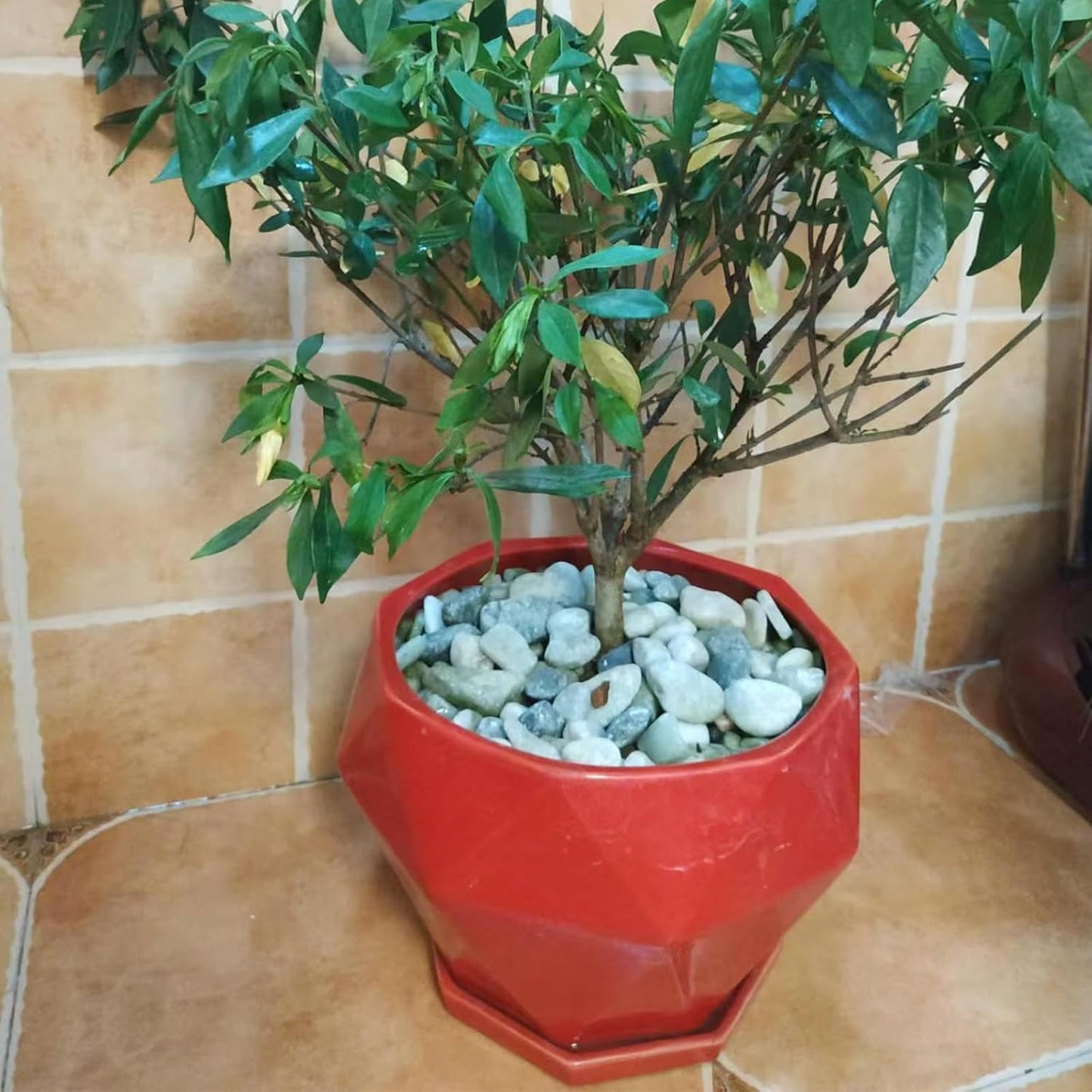 2LB Succulent Jade Pebbles for Indoor Plants, 3/8 Inch Natural Decorative Polished Stones, River Rocks for Landscaping,Vase, Flowerpot Decoration, Indoor Decoration and Garden Decoration