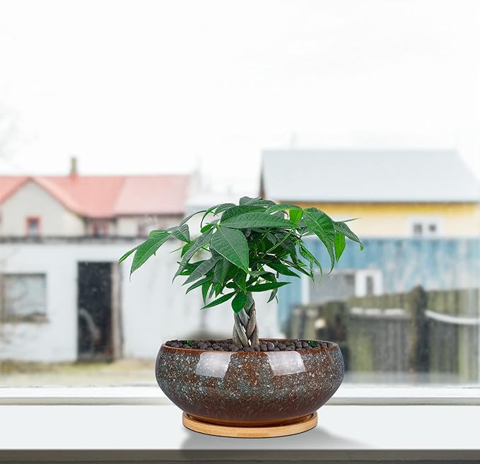 8 Inch Ceramic Bonsai Planter Pot, Glazed Shallow Succulent Planter with Drainage Hole and Bamboo Saucer for Indoor Plants, Green