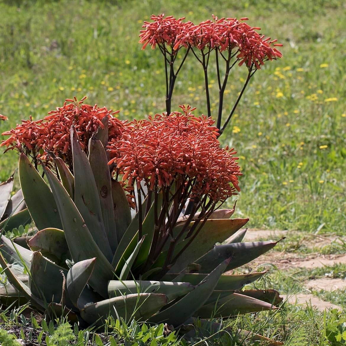 Coral Aloe Plants (Aloe striata) - Live Succulent with Striking Pink Edges and Smooth, Flat Leaves for Indoor/Outdoor Gardening (2 Coral Aloe Cups)