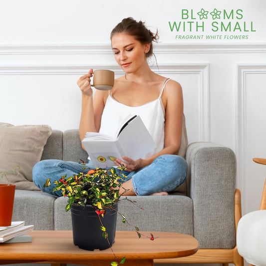 American Plant Exchange Summer Sunset Jasmine – 6-Inch with Pot – Live Fragrant Flowering Vine, Easy Care Plant for Home, Garden, Patio, or Balcony Decor