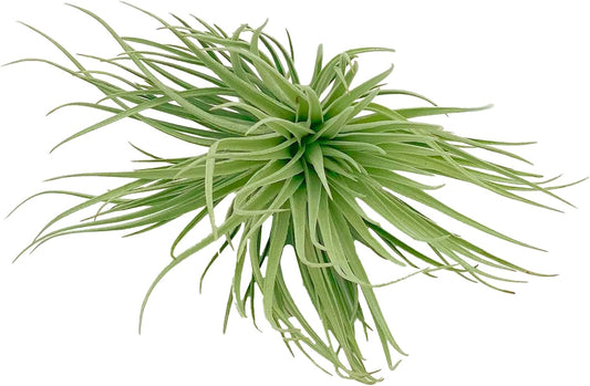 Air Plants - Flowering Tillandsia Rose BAER, Large 5" - 2ct - Live Arrival Guaranteed - House Plants for Home Decor & Gift