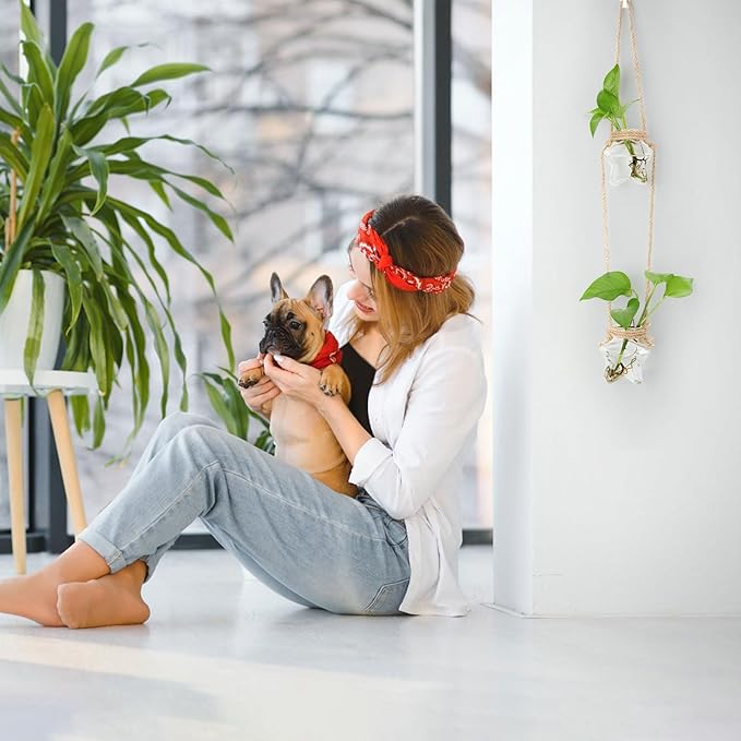 XXXFLOWER Wall Hanging Propagation Station,2 Tired Star Shaped Glass Flower Vase for Hydroponic Planter Terrarium for Plant Cutting Home Office Living Room Garden Decor