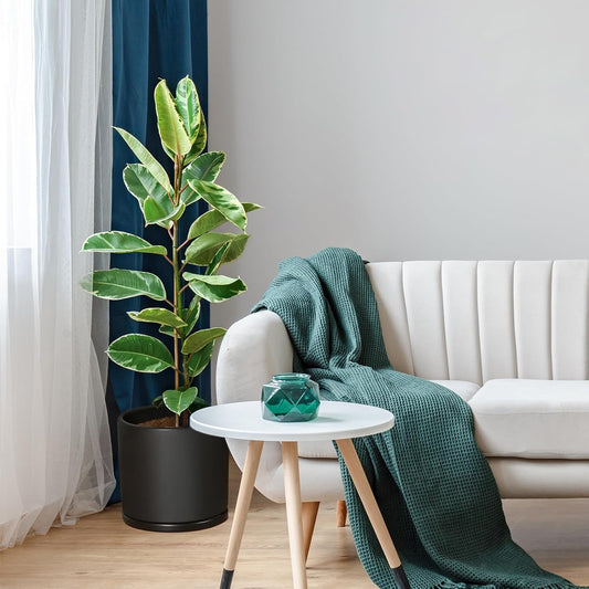 Kazeila 12 Inches Ceramic Planter Pot - Saucer and Drainage Hole - Full Glazed - Matte Black