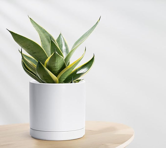 D'vine Dev Set of 2 Plants Pots, 8.2 Inch Ceramic Planter Pot for Plants with Drainage Hole and Saucer, White, 94-V-D-1