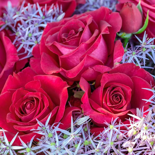 Heirloom Roses Rose Plant - Stiletto™ Pink Rose Bush, Hybrid Tea Live Plant for Planting Outdoors