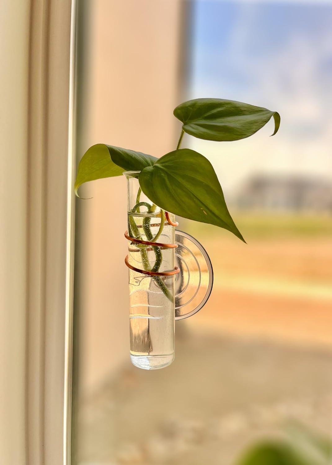 The Little Window Propagator- Window Plant Propagation Station with Removable Glass Test Tubes, Indoor Clippings, Cut Flowers, Herbs, Succulents | Home Decor | Plant Lover Gift