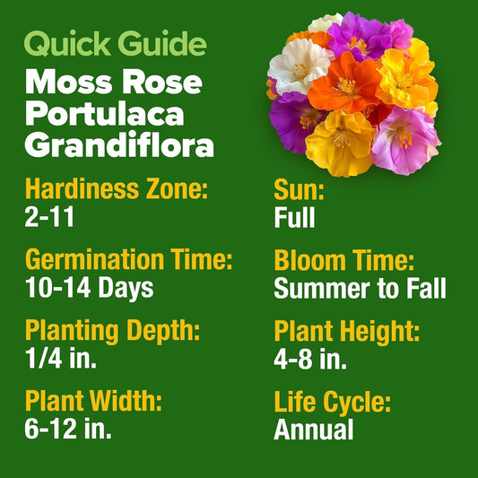 HOME GROWN 23,500+ Moss Rose Seeds (Bulk Pack) Annual Flower for Ground Cover - Heirloom 𝗡𝗢𝗡-𝗚𝗠𝗢 Portulaca Seeds for Planting Outdoors - Great for Low-Maintenance Gardens (Portulaca grandiflora)
