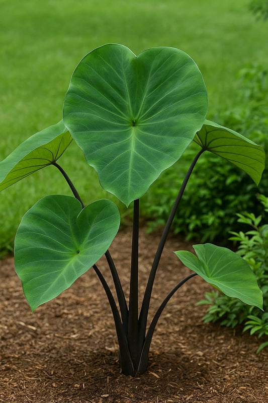 Tea Cup Elephant Ear Bulb for Planting - Grow Stunning Colocasia Esculenta (1 Elephant Ear Bulb)