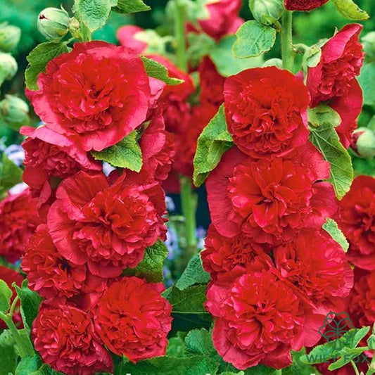 Premium Rare Hollyhock Seeds – 100+ Double Red Hollyhock Flower Seeds – Non-GMO, Heirloom Perennial – Showy Blooms for Outdoor Planting (Dwarf Double Red Hollyhock)