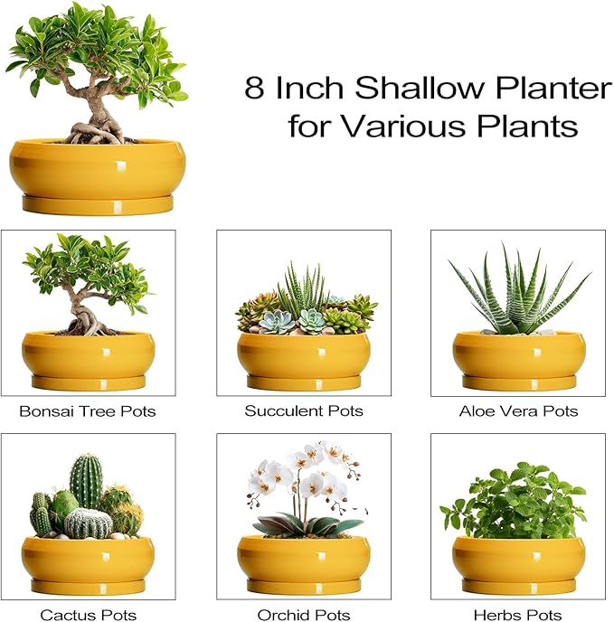 Bonsai Pots - 8 Inch Ceramic Succulent Planter for Indoor Outdoor, Shallow Planters with Drainage Hole and Saucer, Round Modern Planter Bowl, Window Decor, Gifts for Plant Lovers, Yellow