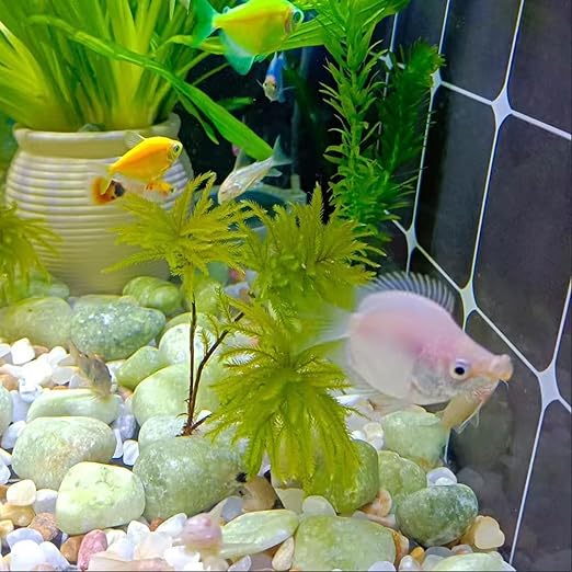 20LB Succulent Jade Pebbles for Landscaping, 1.2-2 Inch Natural Decorative Polished Stones, River Rocks for Landscaping, Vase, Flowerpot Decoration, Indoor Decoration and Garden Decoration