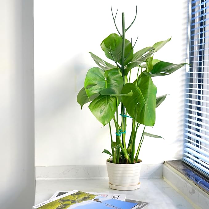 8 Pack Monstera Plant Support Stakes, 27.5inch Detachable Twig Plant Support Stakes with 12 Orchid Clips, 8 Twist Clips 65ft Twist Ties - Ideal Plant Stakes for Indoor Outdoor Plants