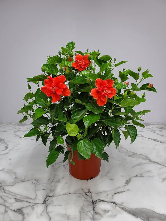 Hibiscus Plant Live - Double Red Hibiscus Bush - Flowering Plants - Red - Overall Height 26" to 28" - Tropical Plants of Florida (Plant Only)