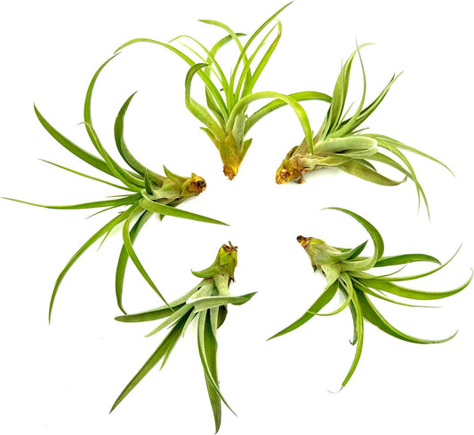 Air Plants - Tillandsia Capitata (Peach), Large 5-7” - 5 ct - Live Arrival Guaranteed - House Plants for Home Decor & Gift